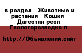  в раздел : Животные и растения » Кошки . Дагестан респ.,Геологоразведка п.